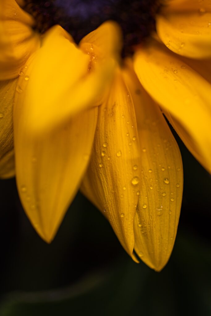 La fleur de vie : Un symbole mystérieux et puissant