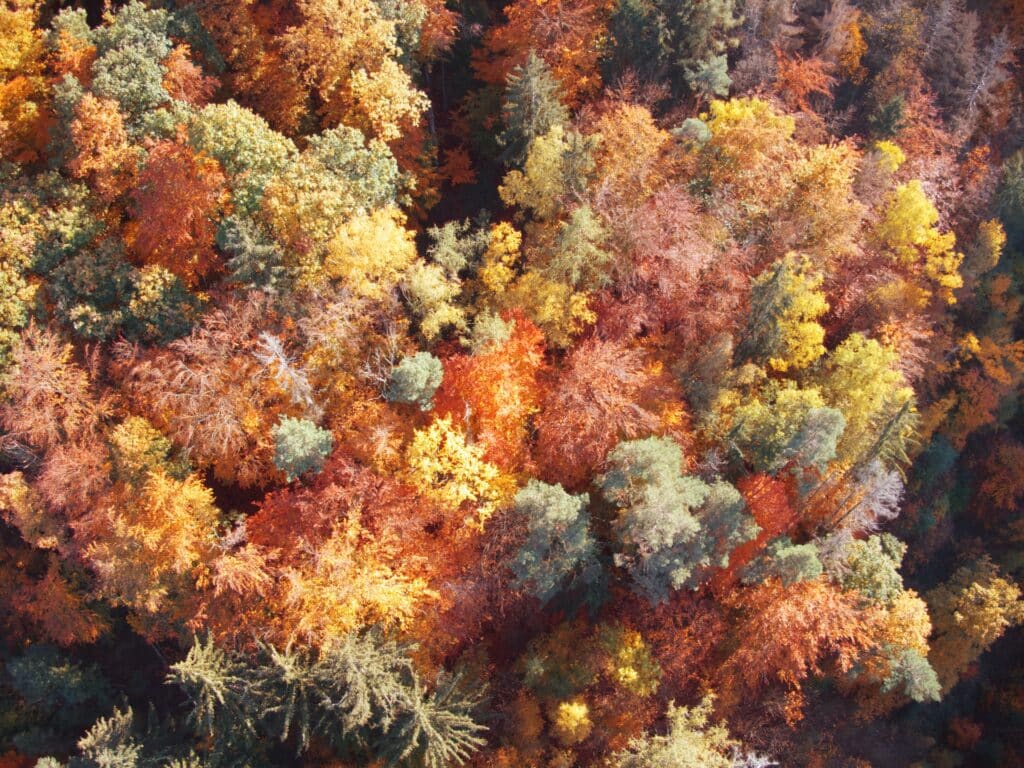 Découvrez comment choisir le meilleur arbre de vie sur le marché